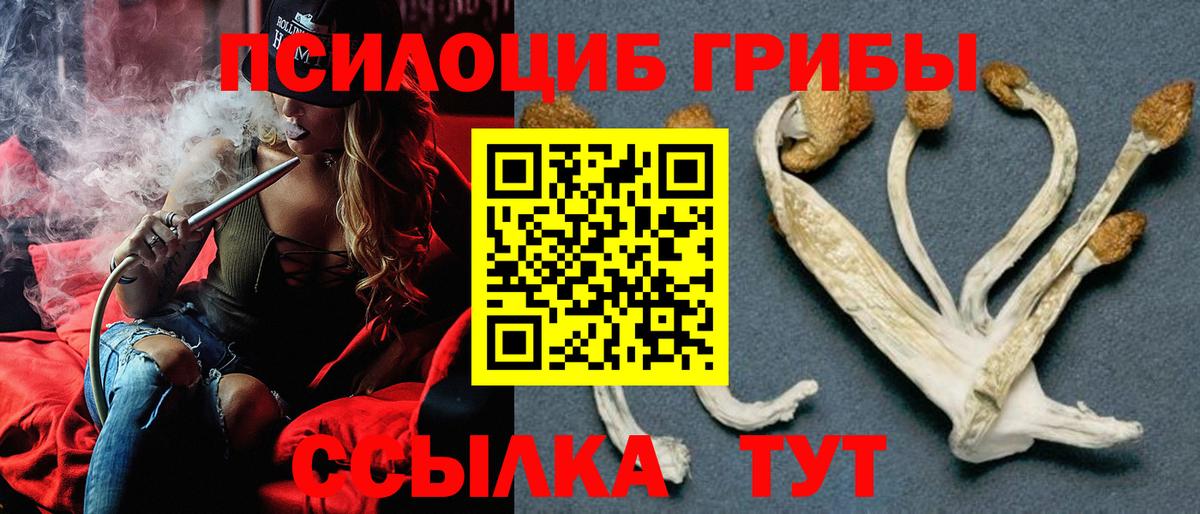 цены   Гай  Галлюциногенные грибы Psilocybine cubensis 